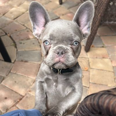 Bleu French Bulldog