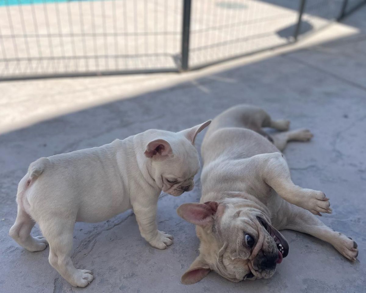 French bulldog mom and pup