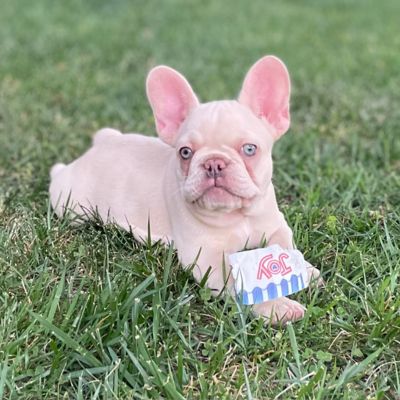 Bella Platinum Frenchie