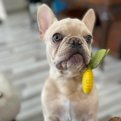 Yoshi French Bulldog