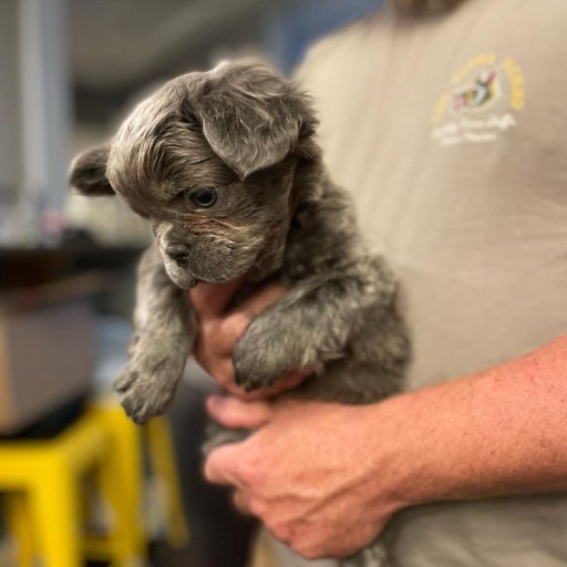 Male Fluffy French Bulldog